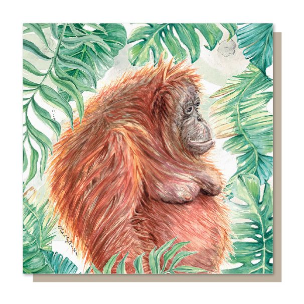 SJB023 - Orangutan